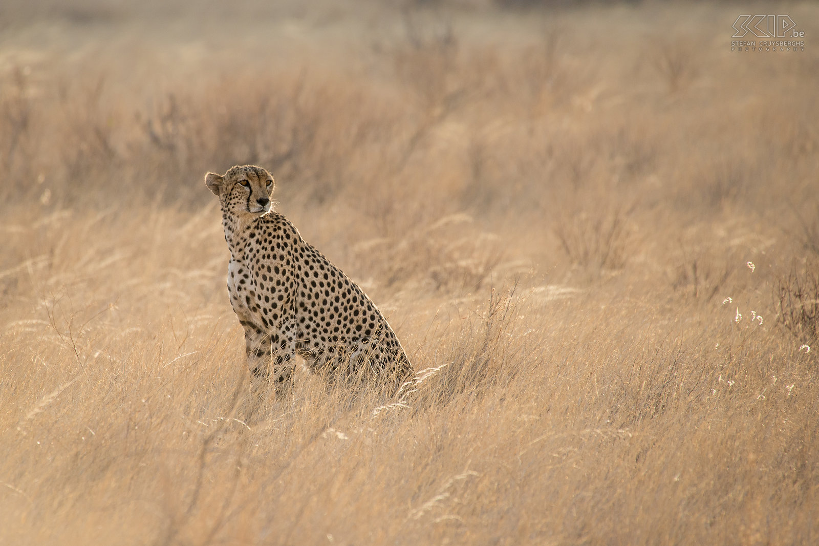 Samburu - Cheetah The late afternoon soft sun light was fantastic to make some beautiful photos of this cheetah. Stefan Cruysberghs
